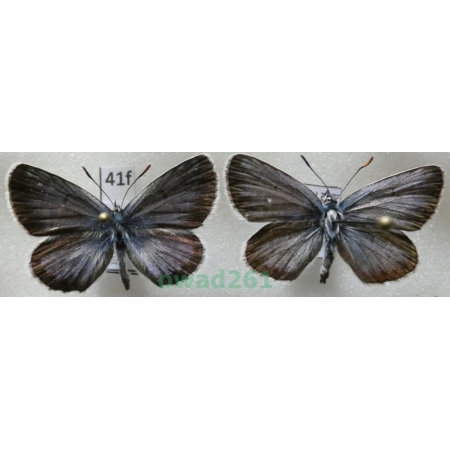 Plebejus argus (Linnaeus, 1758) 2xmale Poland41f